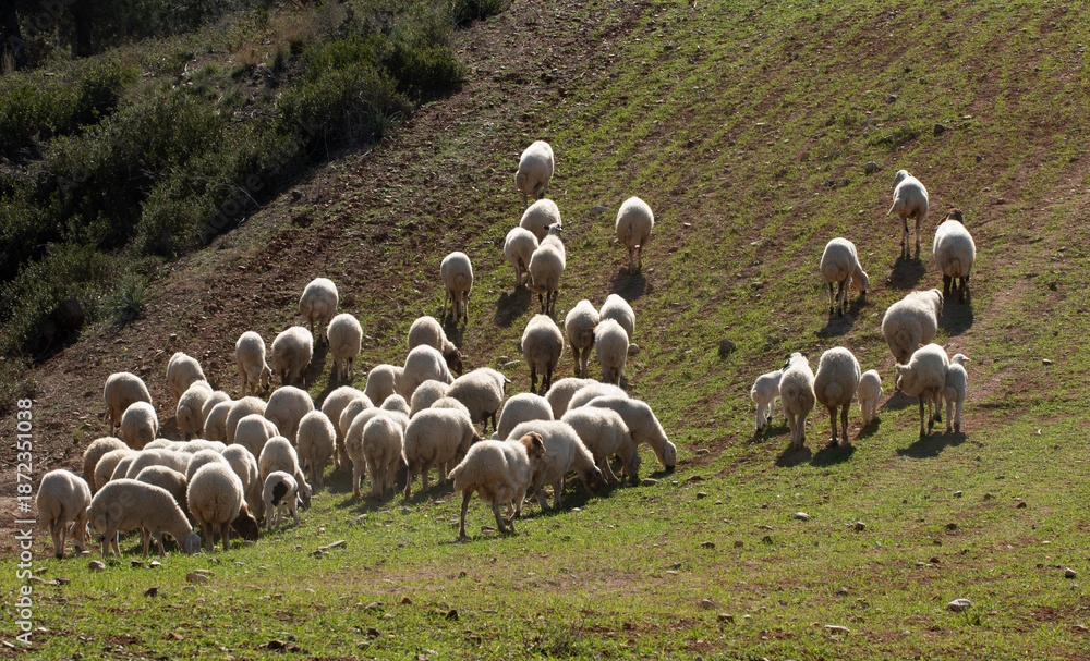 Fototapeta premium A flock of Akkaraman sheep grazing in the Taurus Mountains, north of Adana in the Mediterranean region.