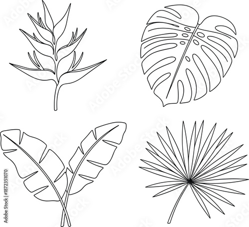 Tropical leaf set, black and white, botanical sketch, line drawing, foliage study, nature design, plant art, flat vector illustration