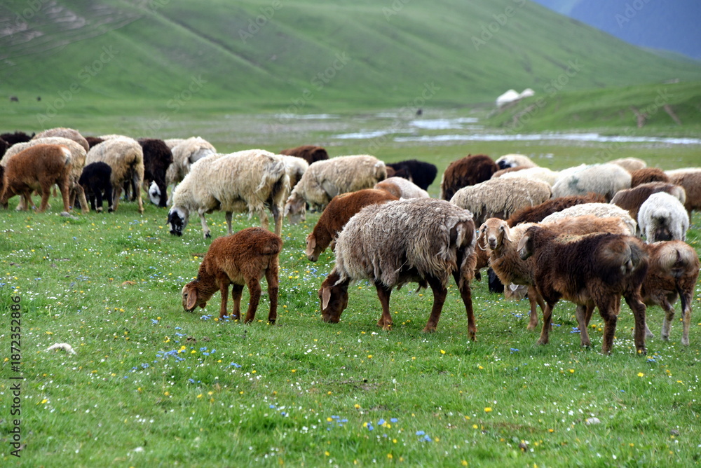 Fototapeta premium Große Schafherde unterwegs im Hochland des Tian-Shan-Gebirges