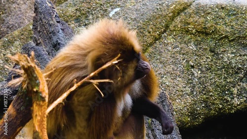 Close up of an alfa male baboon monkey eating a carrot while sitting on a rock on a sunny day