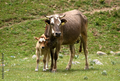 Wallpaper Mural Kuh mit Kälbchen auf der Hochebene des Tian Shan Torontodigital.ca