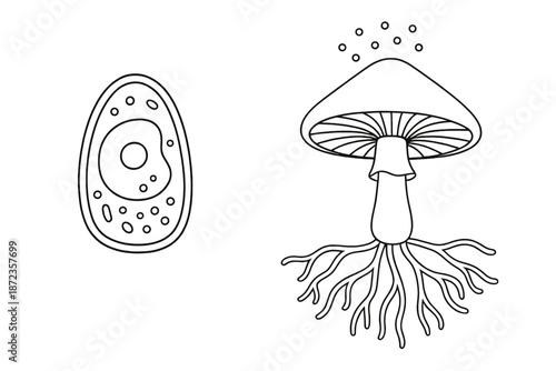 Drawing of a cell and a mushroom showing different types of life forms on a blank background