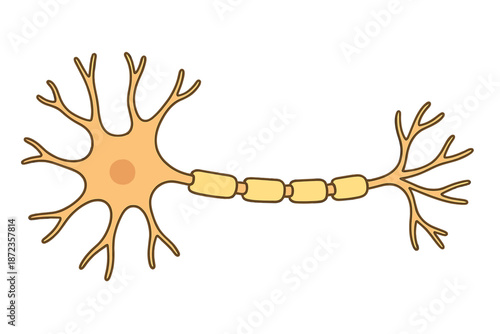 Detailed view of a neuron with axon and dendrites showing structure and connections in a biological illustration format