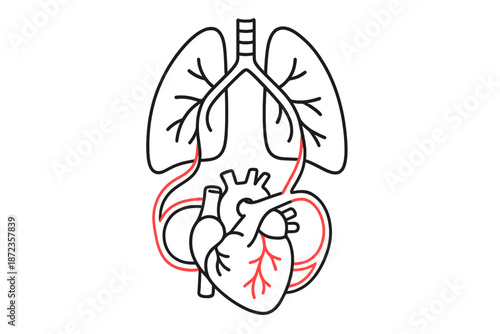 Human respiratory and circulatory systems with lungs and heart showing blood flow and air exchange process