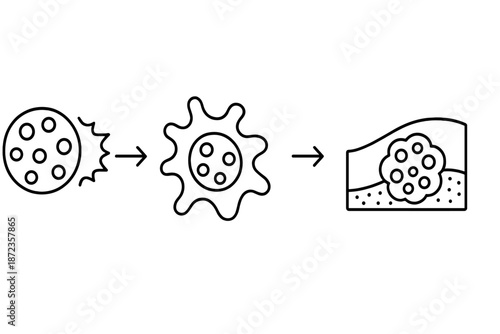 Steps in the process of a biological system showing cell development and transformation in a clear visual flow