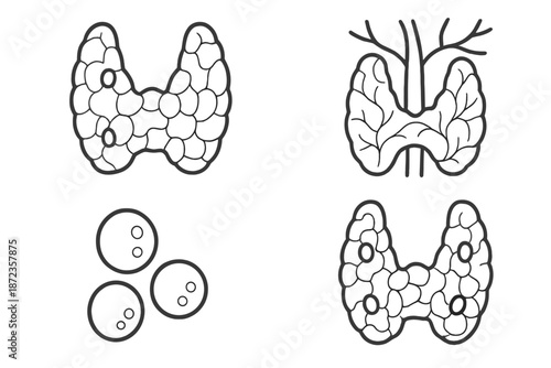 Diagrams showing thyroid gland and surrounding cells during a scientific study or educational session in a classroom