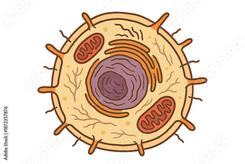 Microscopic view of a cell showing its structure and organelles in detail