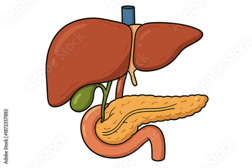 Detailed diagram of human liver, pancreas, and digestive system showing organs and their connections in clear layout