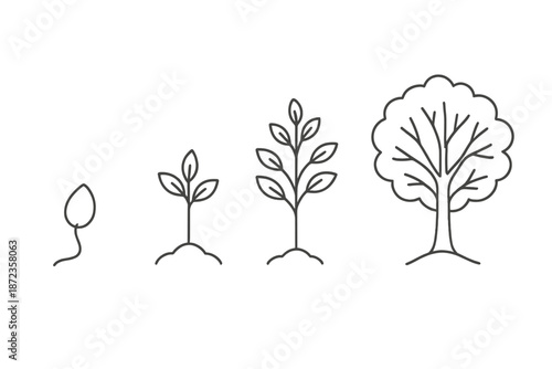 Growth stages of a tree from seed to mature tree showing each important phase clearly