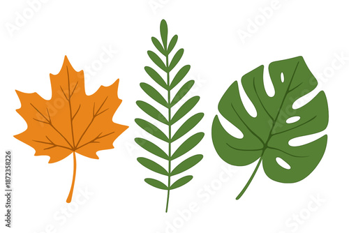 Different types of leaves arranged in a row showing various shapes and colors