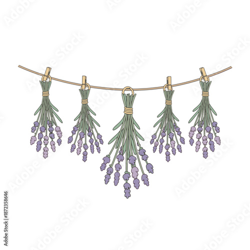 Drying lavender bunches hanging on rope. Flat vector illustration of floral garland with clothespins. Isolated on transparent background