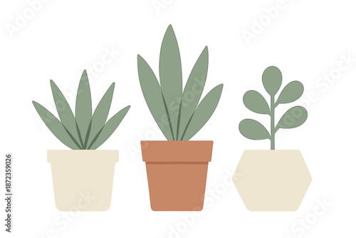 Three potted plants in different pots on a white background showing indoor gardening and nature