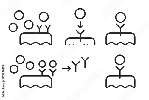 Simple diagram showing steps in a process related to binding and interaction of molecules