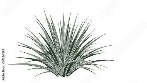 Artistic dark green illustration of a spiky yucca or agave plant with long narrow leaves on a clean white background for botanical decor.