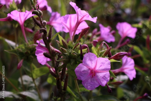 Pink four’Oclock flowers
Mirabilis Jalapa

