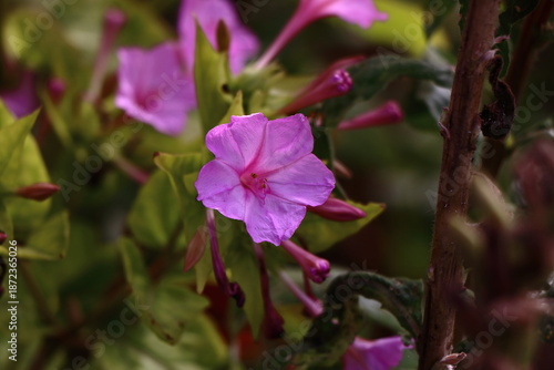 Pink four’Oclock flowers
Mirabilis Jalapa
