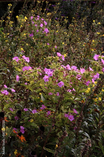 Pink four’Oclock flowers
Mirabilis Jalapa
