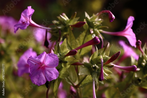 Pink four’Oclock flowers
Mirabilis Jalapa
