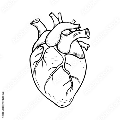 Highly detailed engraving drawing of human heart anatomy, depicting intricate chambers and vessels. Realistic heart anatomy sketch illustrates complex cardiovascular system.