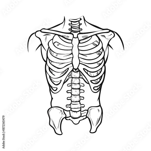 Highly detailed engraving drawing depicts skeleton torso sketch, illustrating human anatomy. Realistic skeleton torso sketch shows rib cage, spinal column, and pelvic bones with precise lines.
