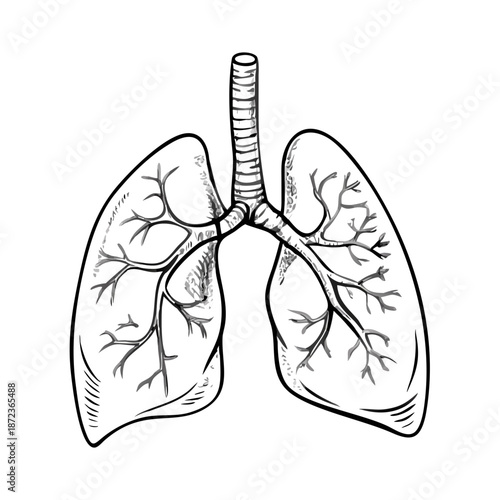 Lungs anatomy sketch, hand drawn human respiratory system organ illustration. Engraving style medical diagram shows intricate internal structure of bronchial tree, trachea.