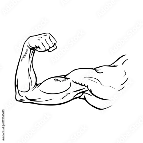 Arm muscles sketch displaying strong human anatomy. Detailed arm muscles sketch showing bicep, tricep, and forearm. Highly detailed engraving drawing for fitness or anatomy studies.