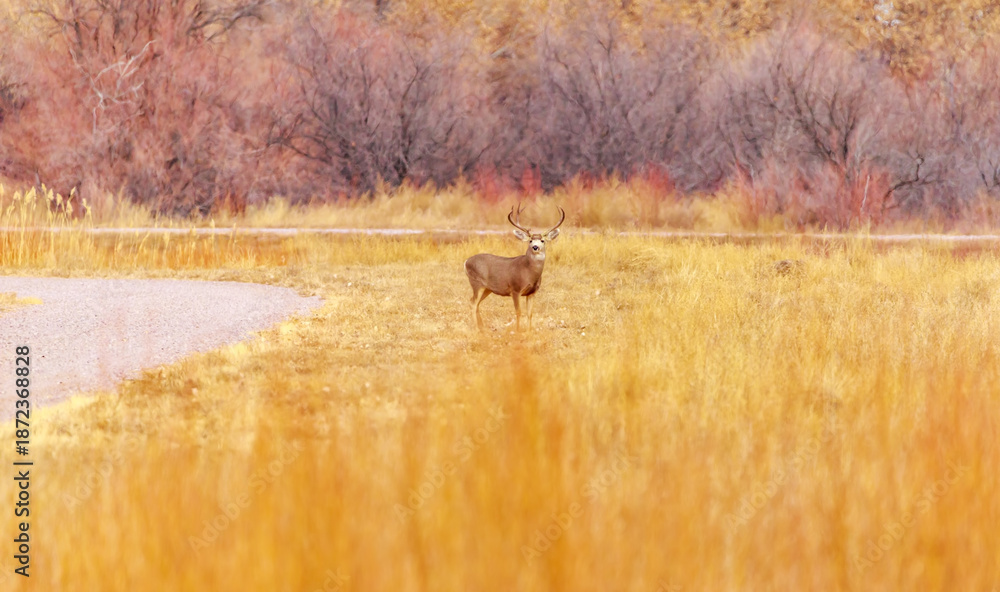 Fototapeta premium The wildlife and birds of Bosque Del Apache, New Mexico