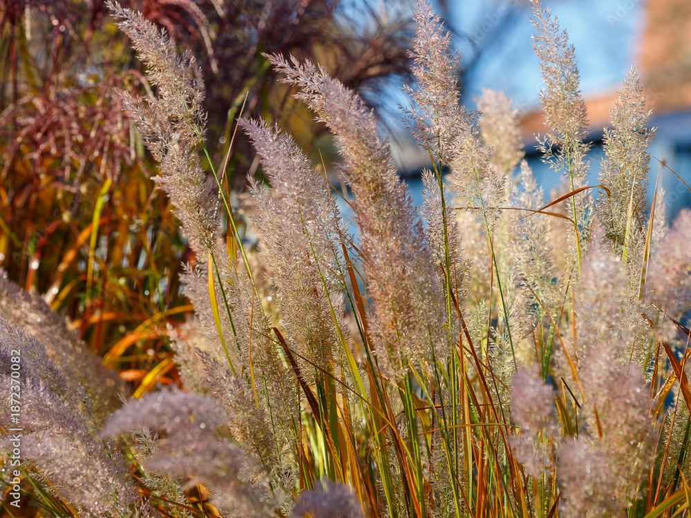 Obraz premium Calamagrostis brachytricha in autumn garden. Decorative grasses and grasses in landscape design
