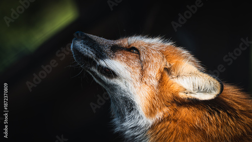Red fox raises its head in a dark forest, dramatic light. Red fox portrait wildlife, forest predator gaze, autumn fur detail. Most sought after fox nature shot.