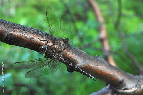 Bild auf Leinwand A frozen, beautiful, big-eyed dragonfly sat on a tree branch on a cold autumn day to warm up a little in the sun's rays