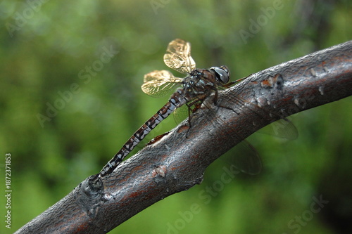 Quadro em tela A frozen, beautiful, big-eyed dragonfly sat on a tree branch on a cold autumn day to warm up a little in the sun's rays