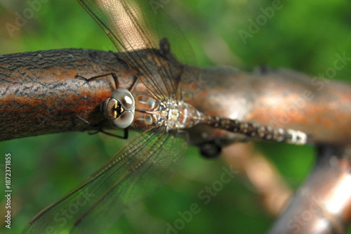 Bild auf Leinwand A frozen, beautiful, big-eyed dragonfly sat on a tree branch on a cold autumn day to warm up a little in the sun's rays