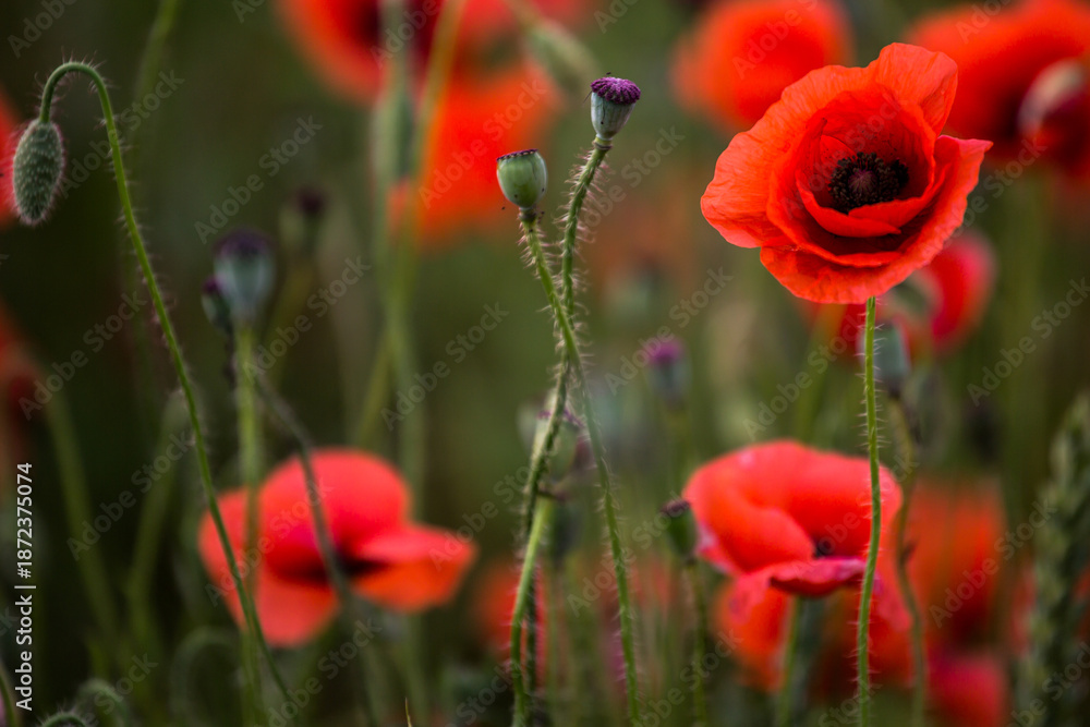 Obraz premium Poppy (Papaver)