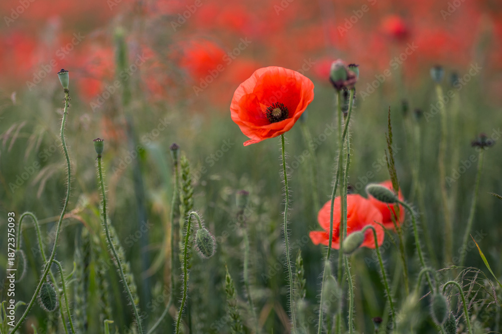 Obraz premium Poppy (Papaver)