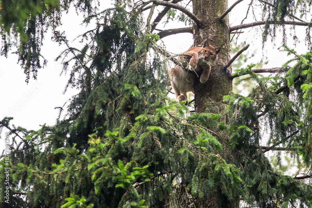 Obraz premium Lynx (Lynx lynx)