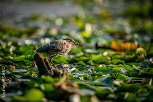 Green Heron on a branch
