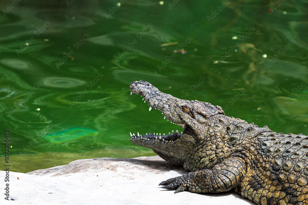 Fototapeta premium alligator in the everglades