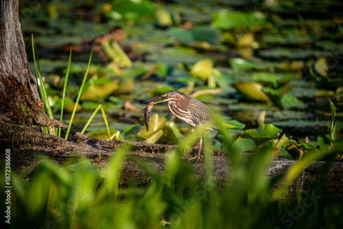 Green Heron on a branch