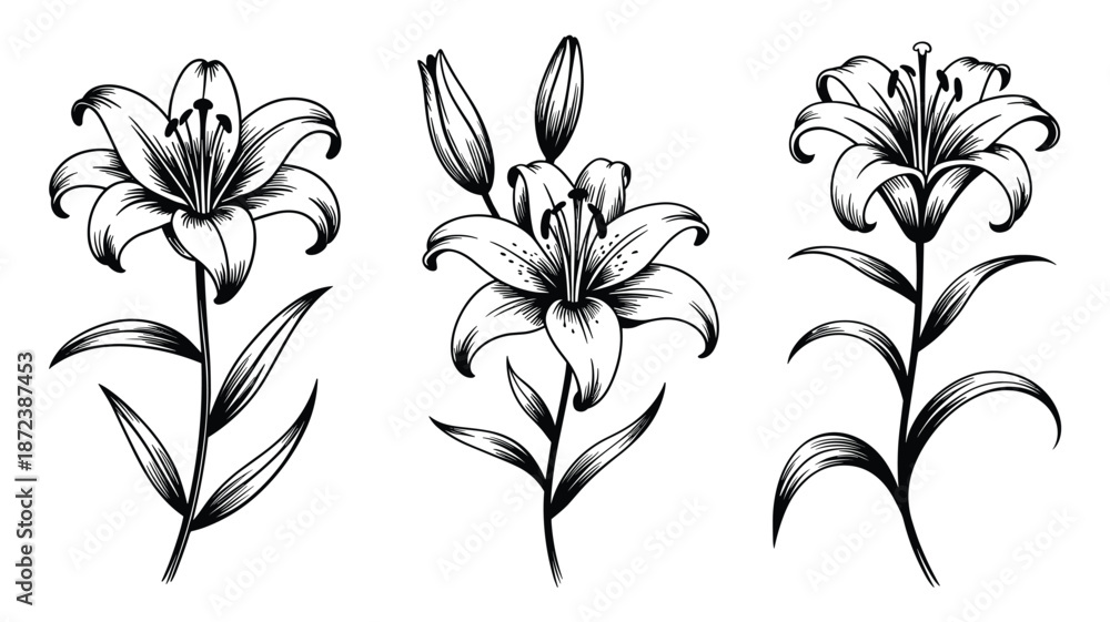 Obraz premium Three detailed black and white of lily flowers with stems and leaves floral botanical bloom