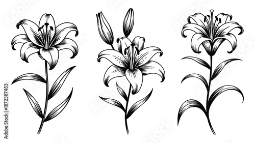 Three detailed black and white of lily flowers with stems and leaves floral botanical bloom