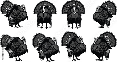 Wild turkey illustration collection featuring detailed engraved style birds in multiple poses, vintage wildlife artwork ideal for print design