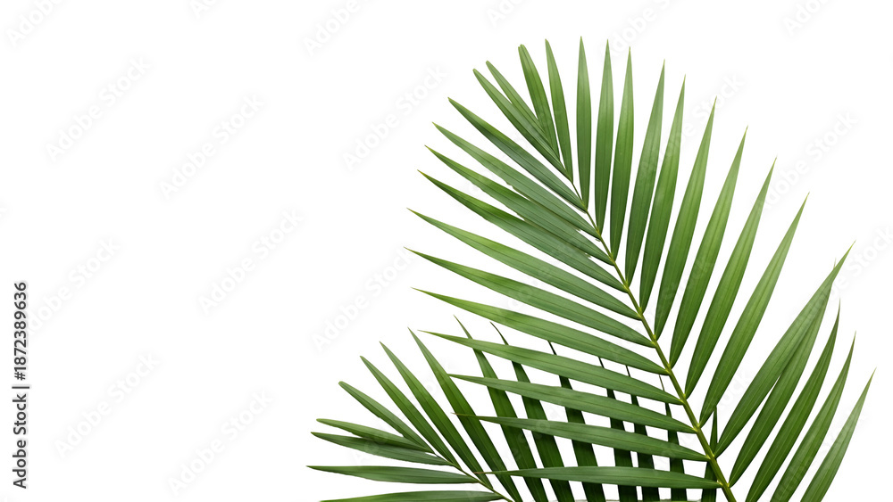 Obraz premium Green Palm Frond Isolated on White Background