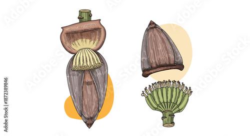 Detailed botanical illustration of a purple banana blossom heart and a hand of young green bananas on an orange shape.