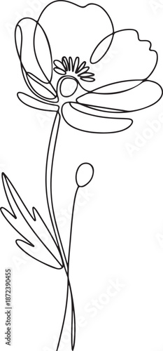 Continuous Line Art Illustration of Open Poppy Bloom with Petals
