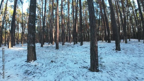 Cinematic FPV drone flight through a winter pine forest with snow-covered ground. Smooth aerial movement between tall pine trees creates depth, motion, and immersive perspective. 