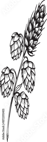 Black and White Illustration of Hops and Barley Stalks grain brewing