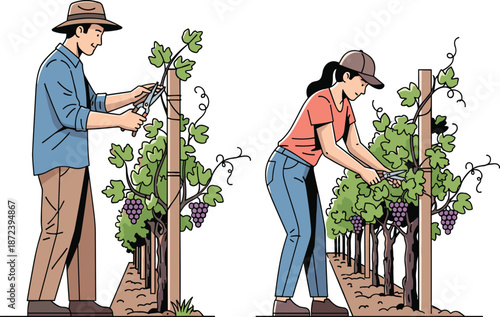 Farmers harvesting grapes, vineyard workers, agricultural farming, grapevine plants, rural lifestyle, organic fruit cultivation, countryside vineyard, manual grape picking process