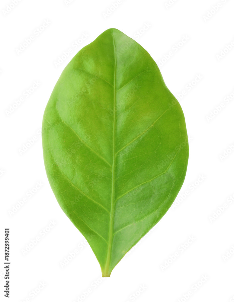 Obraz premium One green cocoa leaf isolated on white