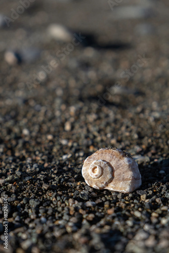 Small seashell on sandy beach with shallow depth of field. Vertical