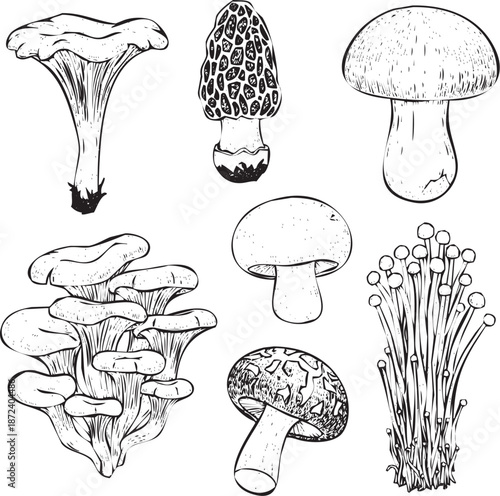 Variety of mushrooms Vector